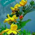تصویر سعید آقاپور