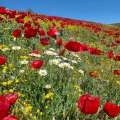 تصویر صدای میانه