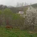 تصویر صدای میانه