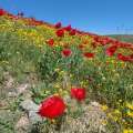 تصویر صدای میانه