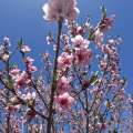 تصویر صدای میانه