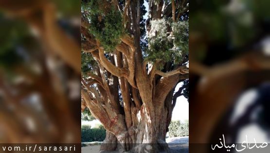 درخت شگفت انگیز ابرکوه که به دست پسر نوح کاشته شد +تصویر