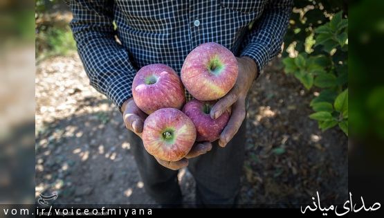 نبض بازار سیب در دست دلالان/سیب میانه در همه جای ایران معروف است