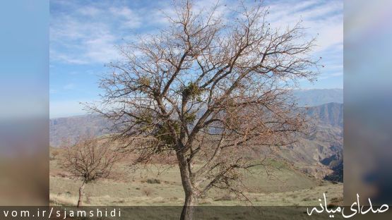 بُرگ آغاجی (دارواش) داروی معجزه گر، بر فرق زالزالک های کاغذکنان میانه