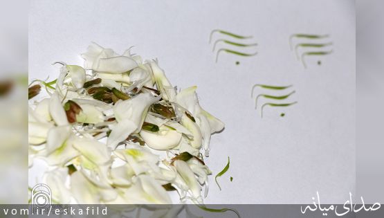 بسم الله گولی یا گل اقاقیا / گزارش تصویری