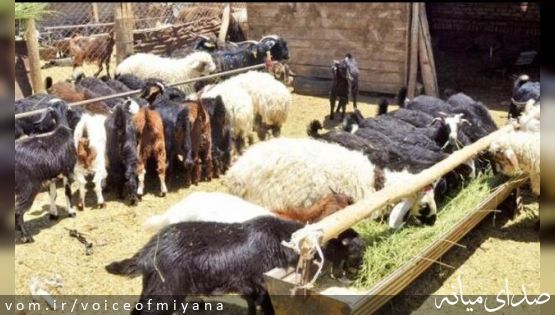 کشف بیش از ۲ تن کود شیمیایی و ۵۹ راس دام قاچاق در میانه