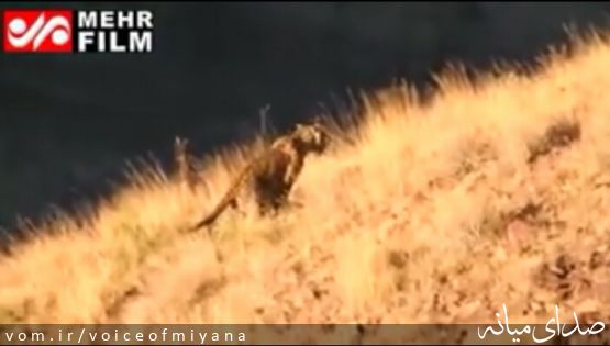 مشاهده پلنگ در منطقه حفاظت شده کاغذکنان شهرستان میانه +فیلم