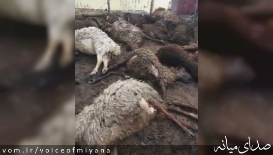 حمله گرگ به گوسفندان در ترکمانچای +فیلم