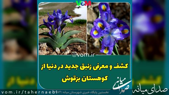در کوهستان بزقوش رخ داد/ کشف زنبق جدید در دنیا