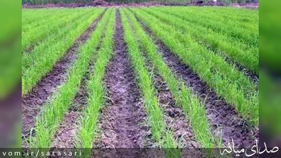 آغاز بذرپاشی و عملیات خاکورزی در شالیزارهای میانه