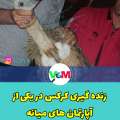 رها سازی کرکس گرفتار در پشت بام آپارتمانی در میانه