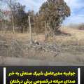 جوابیه مدیرعامل شهرک صنعتی میانه در خصوص برش درختان