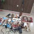 دستگیری شکارچیان غیرمجاز در صومعه ترکمانچای