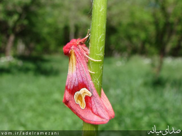 تصویر عادل رمضانی