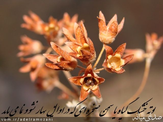 تصویر عادل رمضانی