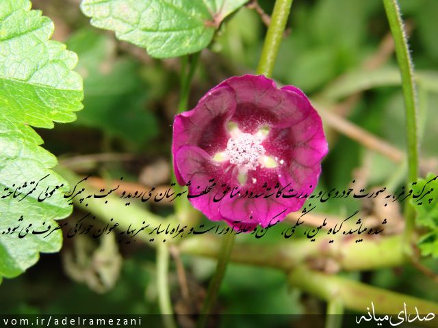 تصویر عادل رمضانی