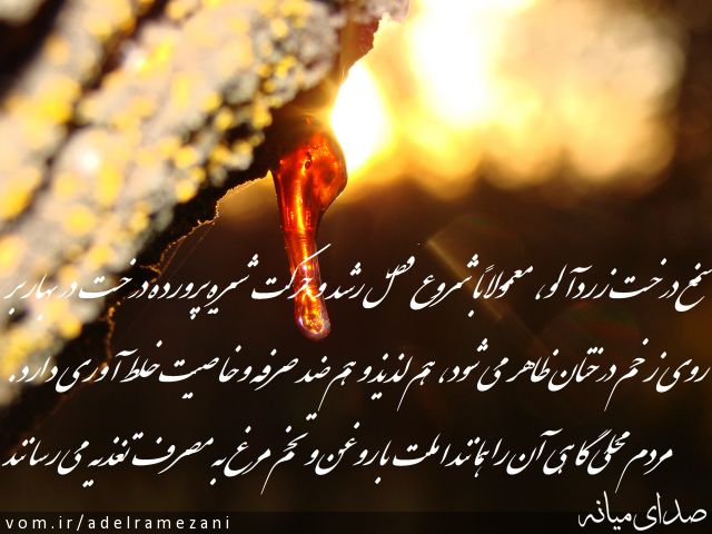 تصویر عادل رمضانی