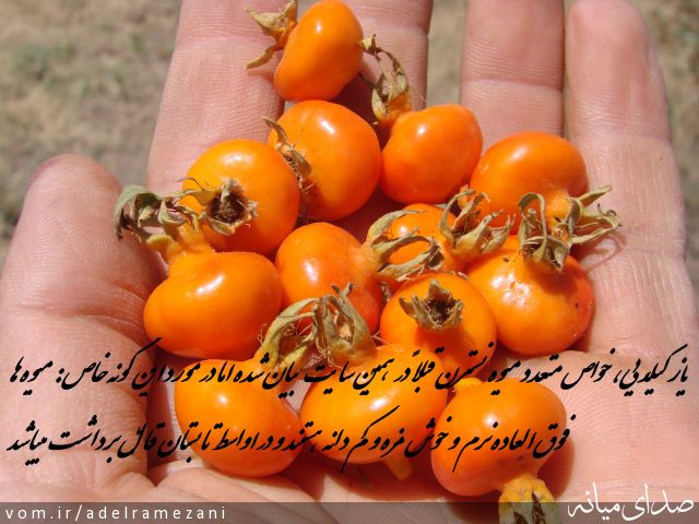 تصویر عادل رمضانی