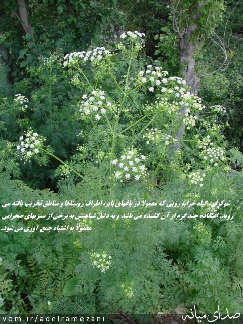 تصویر عادل رمضانی