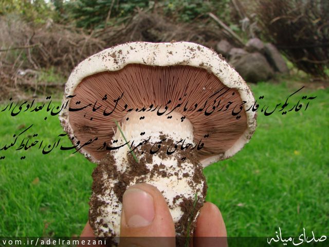 تصویر عادل رمضانی