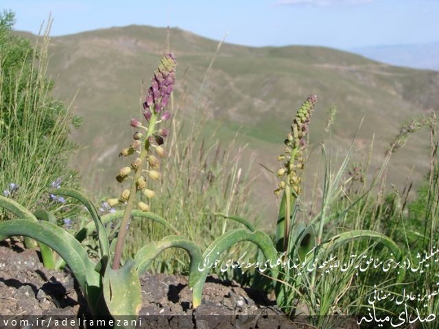 تصویر عادل رمضانی