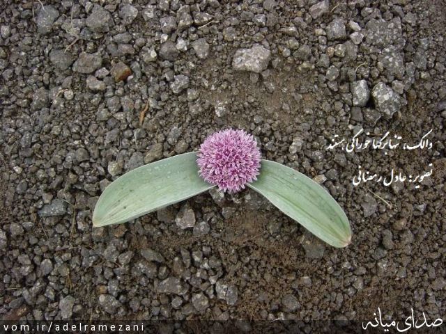 تصویر عادل رمضانی