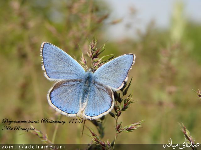 تصویر عادل رمضانی