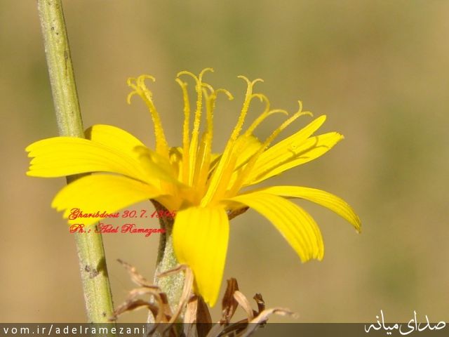 تصویر عادل رمضانی