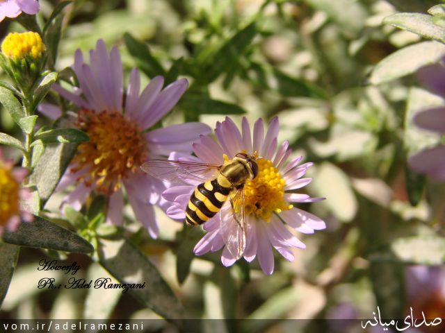 تصویر عادل رمضانی