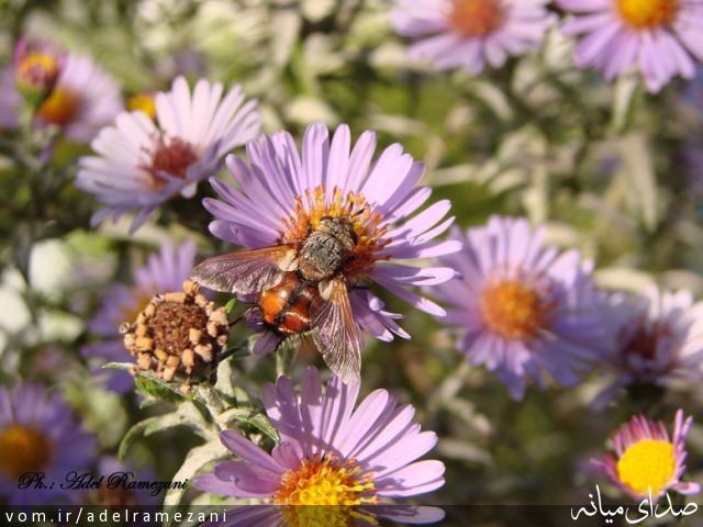 تصویر عادل رمضانی