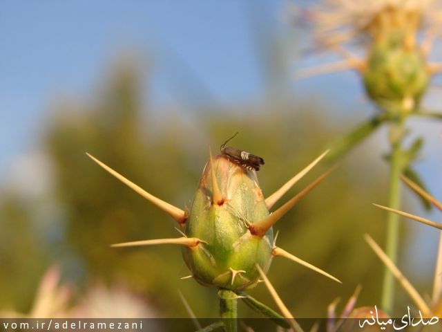 تصویر عادل رمضانی