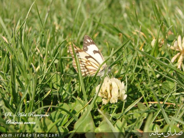 تصویر عادل رمضانی