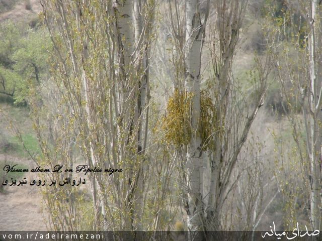 تصویر عادل رمضانی
