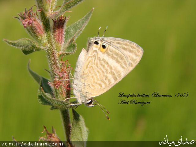 تصویر عادل رمضانی