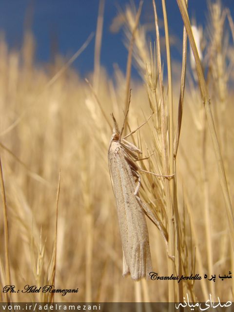 تصویر عادل رمضانی