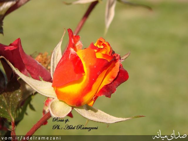 تصویر عادل رمضانی