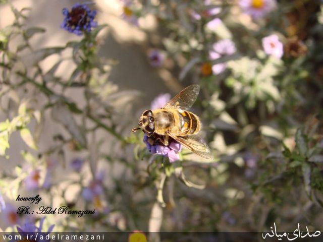 تصویر عادل رمضانی