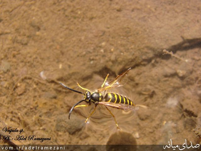 تصویر عادل رمضانی