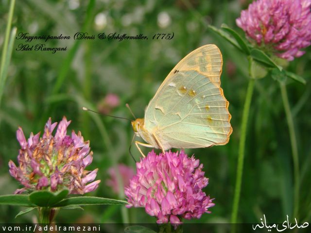 تصویر عادل رمضانی