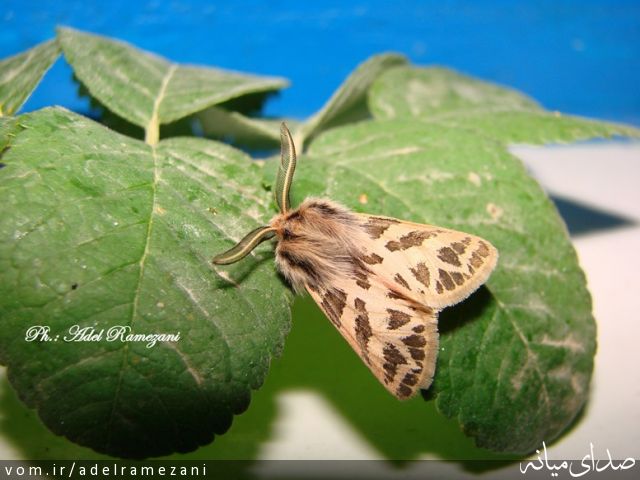 تصویر عادل رمضانی