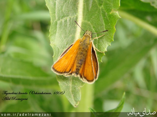 تصویر عادل رمضانی