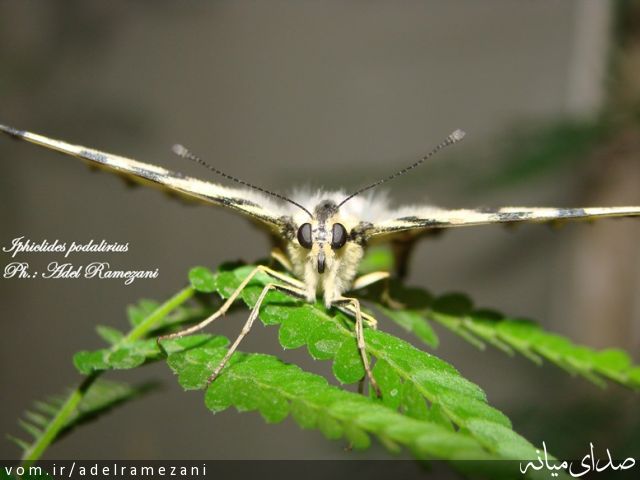 تصویر عادل رمضانی