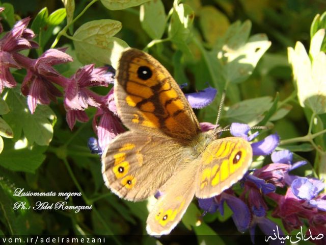 تصویر عادل رمضانی