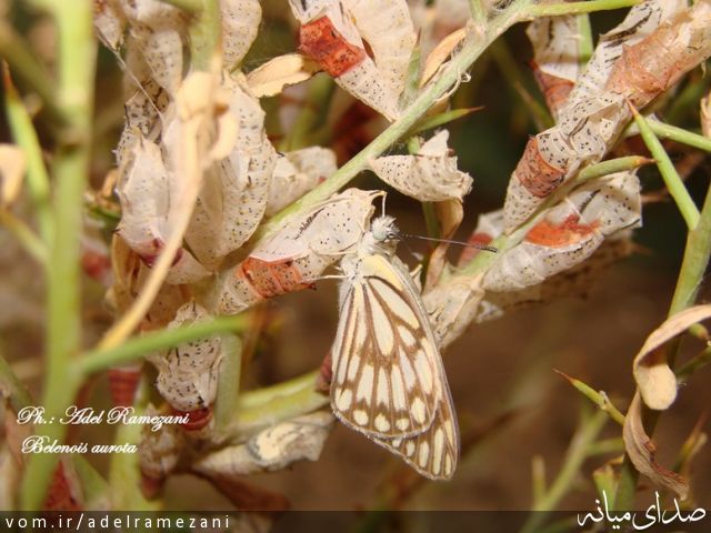 تصویر عادل رمضانی