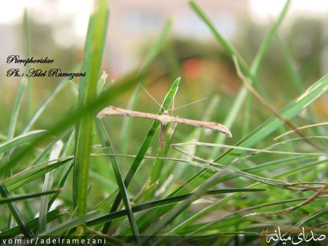 تصویر عادل رمضانی