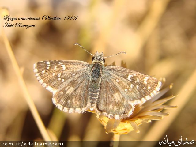 تصویر عادل رمضانی