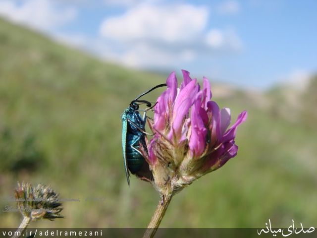 تصویر عادل رمضانی