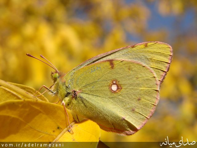 تصویر عادل رمضانی