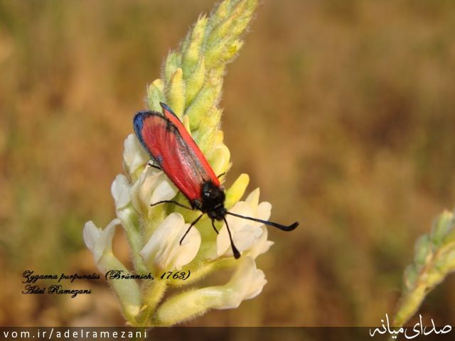 تصویر عادل رمضانی