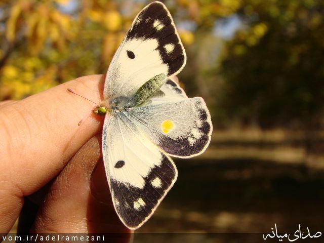 تصویر عادل رمضانی